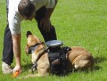 Điều khiển chó từ xa bằng thiết bị định vị vệ tinh